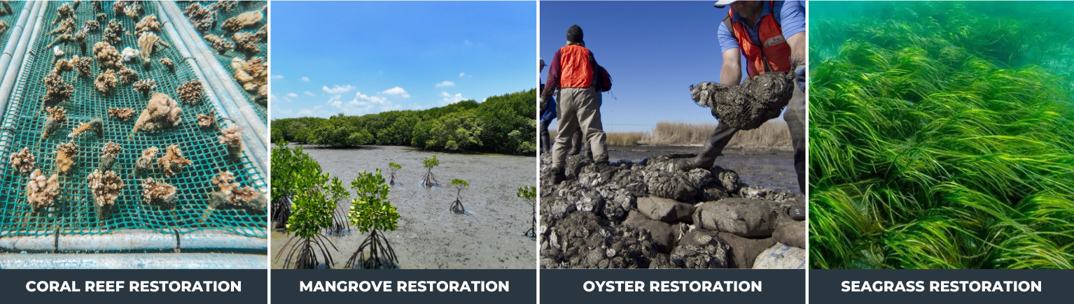 Marine Habitat Restorations