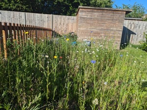 Native Plants in Enhancing Biodiversity | Tunley Environmental