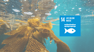 SDG 14 Ocean Science